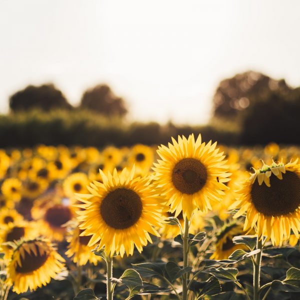 sunflowers_nfp